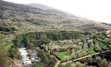 El Valle del Jerte continúa acogiendo la celebración de la Primavera y el Cerezo en Flor hasta el 6 de mayo