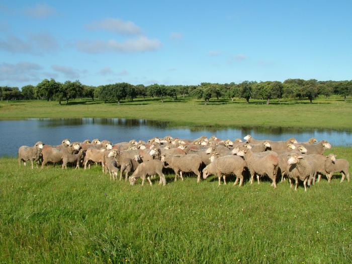 La Junta de Extremadura abona casi 25 millones de euros en ayudas a los sectores de ovino y caprino