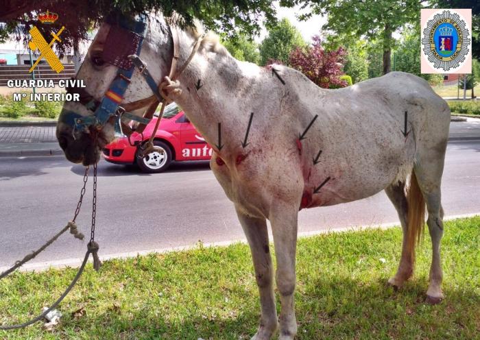 Investigan a un ciudadano portugués por un presunto delito de maltrato animal sobre un caballo