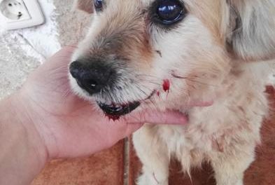Detienen a un vecino de Pinofranqueado por propinar una patada a un perro que tuvo que ser sacrificado