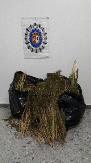 Incauntan 4,6 kilos de marihuana escondidos tras unos matorrales en la zona de «El Padrillo» de Cáceres