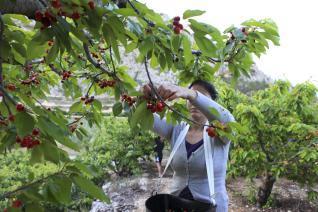 El Jerte pone de manifiesto la necesidad de que los productores de cerezas tengan un seguro «digno»