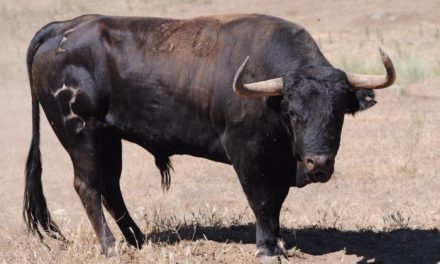 La Comisión de Festejos de San Buenaventura aportará un astado de la ganadería Hermanos Serrano