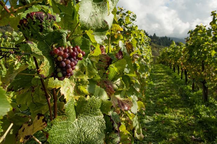 APAG Extremadura ASAJA prevé una mejoría de precios en la uva y en el vino en la campaña de este año