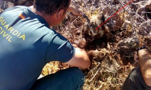 La Guardia Civil investiga a un vecino de Puebla de Alcocer por un presunto delito contra la fauna