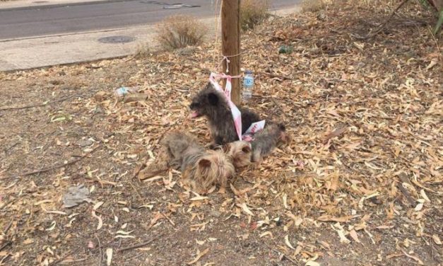 Recuperan en Badajoz tres perros atados y abandonados en «pésimas condiciones sanitarias»