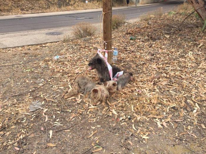 Recuperan en Badajoz tres perros atados y abandonados en «pésimas condiciones sanitarias»