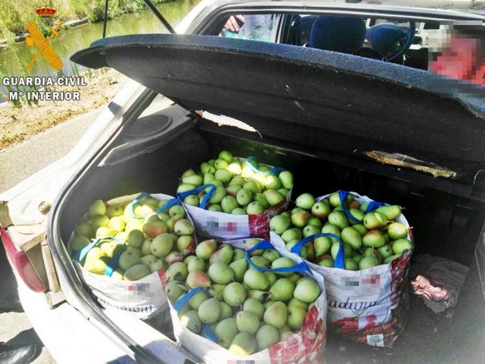 Sorprenden a tres miembros de una familia cuando acababan de robar 100 kilos de peras en Badajoz