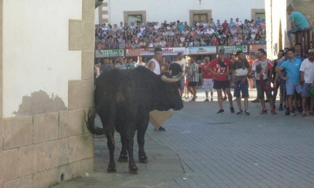 El toro donado por la Comisión de Festejos muestra su bravura con la rotura de una valla