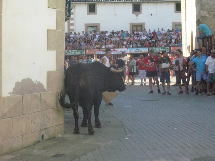 El toro donado por la Comisión de Festejos muestra su bravura con la rotura de una valla