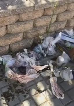 La Policía Local de Badajoz halla once cachorros de perro abandonados en un contenedor de basura