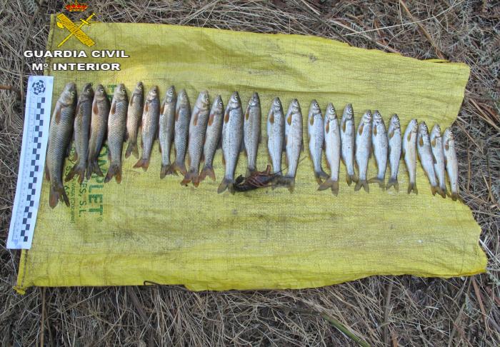 La Guardia Civil investiga a un vecino de Castañar de Ibor por pescar mediante la técnica del trasmallo