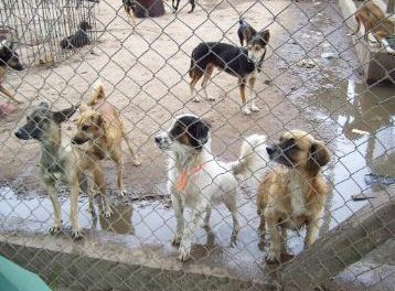 La perrera de la ciudad de  Cáceres se reabrió hace un mes y ya está saturada por los abandonos