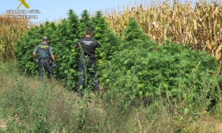Detienen a un vecino de Montehermoso por cultivar marihuana en una explotación de Galisteo