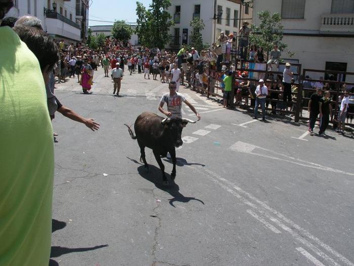 Las Fiestas de San Juan de Coria abren el programa taurino con el encierro de capeones y una vaquilla