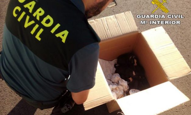 La Guardia Civil salva la vida de siete cachorros de mastín abandonados en la localidad de Valdefuentes