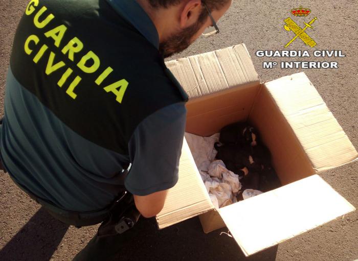 La Guardia Civil salva la vida de siete cachorros de mastín abandonados en la localidad de Valdefuentes