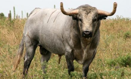 El toro «Caobo», de la ganadería Partido de Resina, saldrá de los corrales de la plaza de toros a las 20.00
