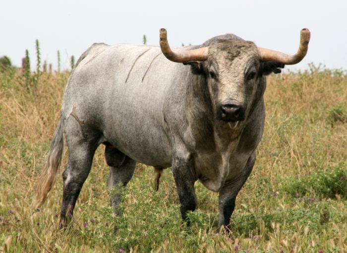 El toro «Caobo», de la ganadería Partido de Resina, saldrá de los corrales de la plaza de toros a las 20.00