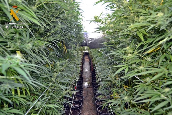Desmantelan en Badajoz el mayor punto de cultivo de marihuana hallado en  Extremadura