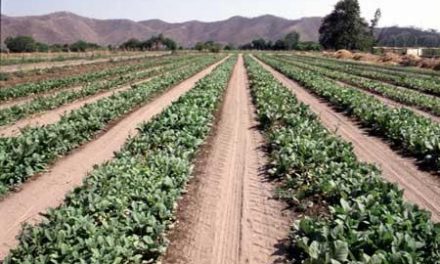 El Ministerio de Agricultura propone como medida de urgencia restringir el riego del tabaco y el pimentón