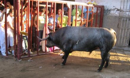 Caobo, el astado de la ganadería de Partido de Resina, defrauda en la tarde de San Juan en Coria