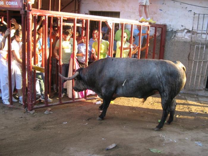 Caobo, el astado de la ganadería de Partido de Resina, defrauda en la tarde de San Juan en Coria
