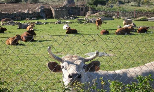La Junta destina 1,2 millones de euros a ayudas para la comercialización en común de ganado bovino