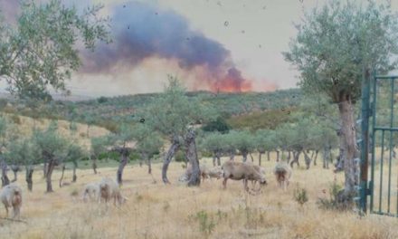 El incendio que afectó en junio a Calzadilla es el más grande registrado este verano en la región