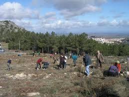 El programa Plantabosques dará comienzo este fin de semana en el municipio serragatino de Hoyos