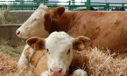 La Junta convoca una línea de ayudas para la repoblación en explotaciones de ganado bovino, ovino y caprino