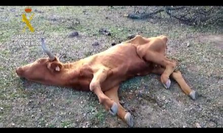 Detienen a varias personas por no alimentar y dejar morir a decenas de bovinos en explotaciones de Zorita