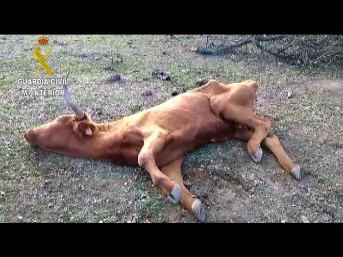 Detienen a varias personas por no alimentar y dejar morir a decenas de bovinos en explotaciones de Zorita