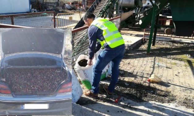 Investigan a nueve personas por el hurto de 8 toneladas de aceituna en explotaciones de Cáceres