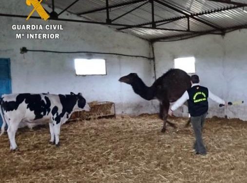 Detienen a tres personas por su presunta implicación en el robo de 300 cabezas de ganado en Badajoz