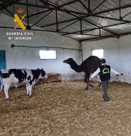 Detienen a tres personas por su presunta implicación en el robo de 300 cabezas de ganado en Badajoz