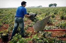 La Junta abona 43 millones de euros del pago básico, verde y régimen de jóvenes agricultores de la PAC