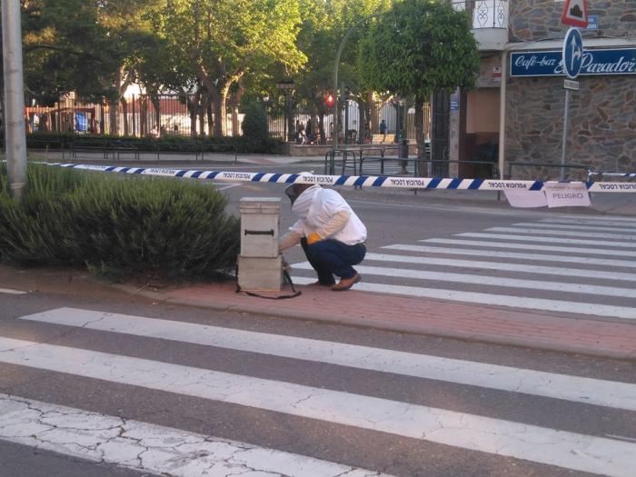 Moraleja pide que no se manipulen los enjambres de abejas que se puedan encontrar en la vía pública