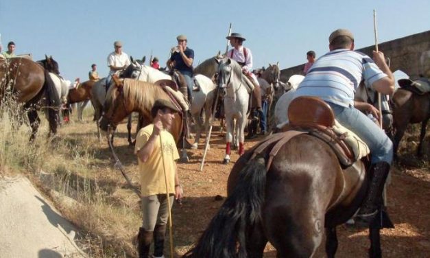 Coria abre el plazo de inscripción para participar a caballo en el traslado de bueyes de los Sanjuanes