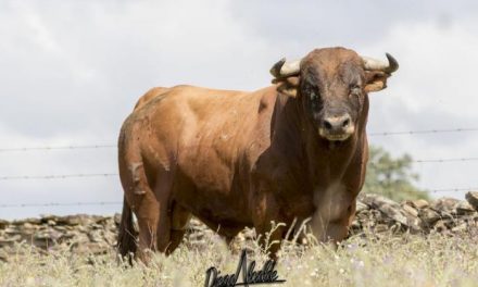 “Autónomo VIII” es el toro elegido  por el colectivo de empresarios de Moraleja para San Buenaventura