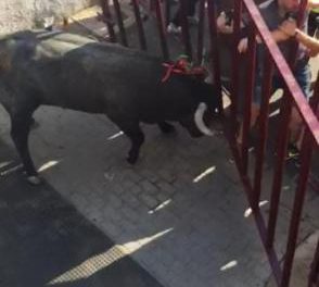 El toro de la Comisión de Festejos rompe de una envestida el vallado que corta el acceso a la Plaza de España
