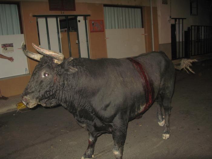 El tercer toro del aguardiente de Moraleja hace las delicias de los aficionados y finaliza sin heridos