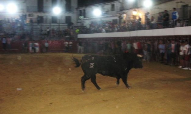 El último toro del aguardiente de las fiestas de Moraleja finaliza sin que se registren heridos