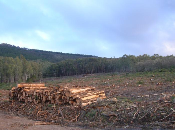 AEEFOR prevé que las obras de la planta de biomasa de Moraleja comiencen este otoño