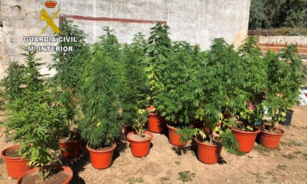 Detienen a cuatro personas por por cultivo y tráfico de marihuana en la zona de Moraleja y el Valle del Alagón