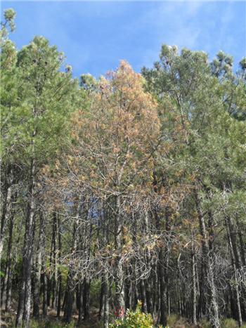 La presencia del nematodo del pino en Castilla y León pone en alerta al norte de Extremadura