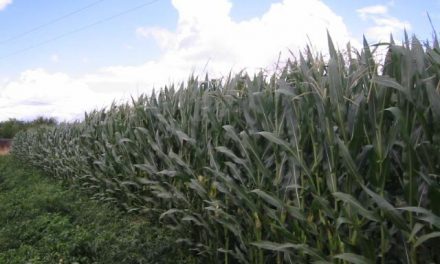 La campaña del maíz comenzará con retraso en Extremadura debido a las condiciones meteorológicas