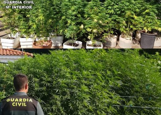 Desmantelan dos plantaciones de marihuana en la pedanía cauriense de Rincón del Obispo
