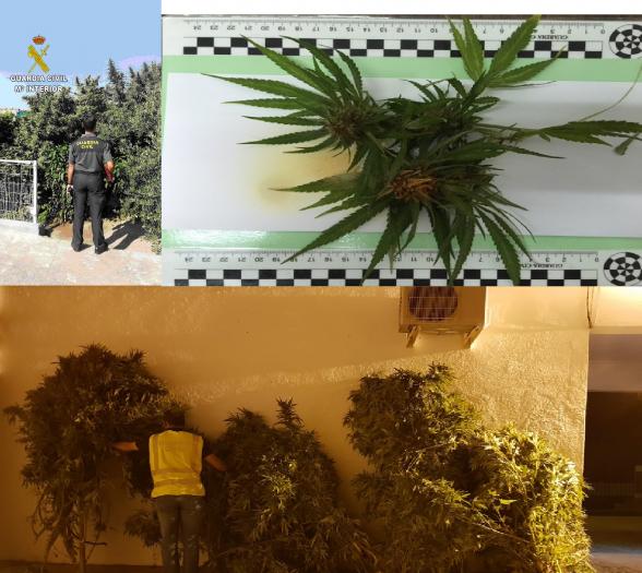 Detienen a seis personas en cinco operaciones contra el cultivo y tráfico de drogas en la provincia de Cáceres