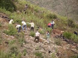 Voluntarios de diferentes partes de España participan en la reforestación de la Sierra de Gata